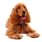 Shampooing Abricot pour Chien et Chat  - Ladybel