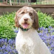 Collier Anti-Aboiement pour Chiens - PetSafe