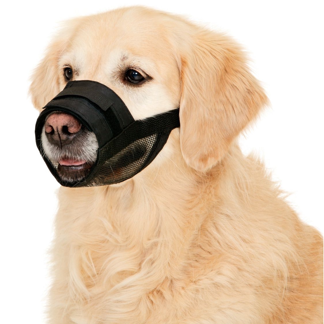 Muselière en Nylon pour Chien - La Toutouniere
