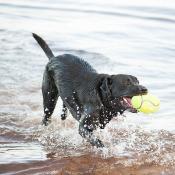 Kong Balle Américain Air Dog - Jouet pour Chiens