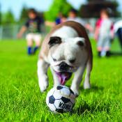 Kong Ball Sport - Jouet pour Chiens