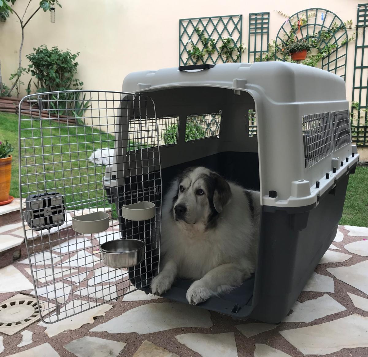 Cage de transport chien sur-mesure