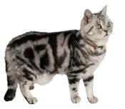 Collier Cuir Gras pour Chats et Chatons