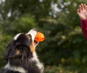 Ballon Rugby Soft et Strong - Jouets pour chiens
