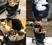 Poussette pour Chien Urban Bleu- Innopet