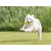 Balle Perforée Ovale Jaune pour Chiens - Trixie