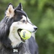 Kong Balle Squeakair X 3 - Jouet pour Chiens