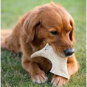 Bois de Daim à Mâcher pour Chien 