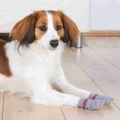 Chaussettes pour Chiens Antidérapantes