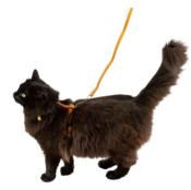 Harnais Cuir Gras pour Chats 
