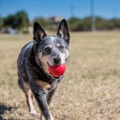 Kong Ball Classic - Jouet pour Chiens