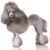 Shampooing Silver pour Chien et chat - Ladybel
