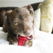 Kong Dental Stick - Jouet pour Chiens