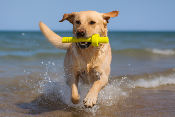  Jouet Flottant Aqua Toy Mot Aqua pour Chiens - Trixie