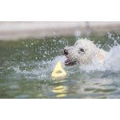  Jouet Flottant Aqua Toy Aileron de Requin pour Chiens - Trixie