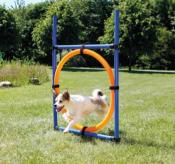 Anneau d'agility pour Chiens