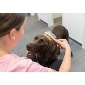 Brosse Double Face pour Chien et Chat - Trixie