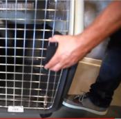 Cage de Transport pour Chien Kennel taille 7, XXL