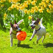 Kong Balle Jumbler - Jouets pour chiens