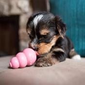 Kong Puppy - Jouet pour Chiens