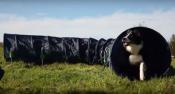 Tunnel d'agility pour Petits Chiens