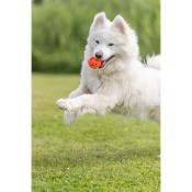 Balle Perforée Ronde Orange pour Chiens - Trixie