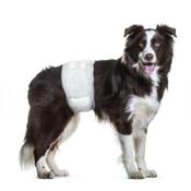 Couches pour Chiens Mâles Dipy Noir x 12 Taille M