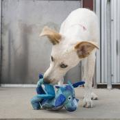 Kong Knots Dragon pour Chiens 