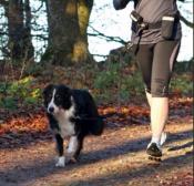 Ceinture et Laisse Jogging pour Chien - Trixie